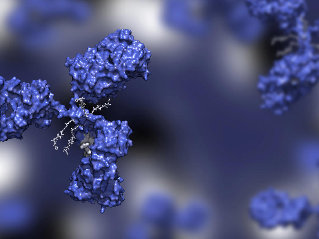 JJ Illustration Antibody Drug Conjugate With Four Drug Compounds Linked To Igg Immunoglobulin Shutterstock 1967211931 1Star